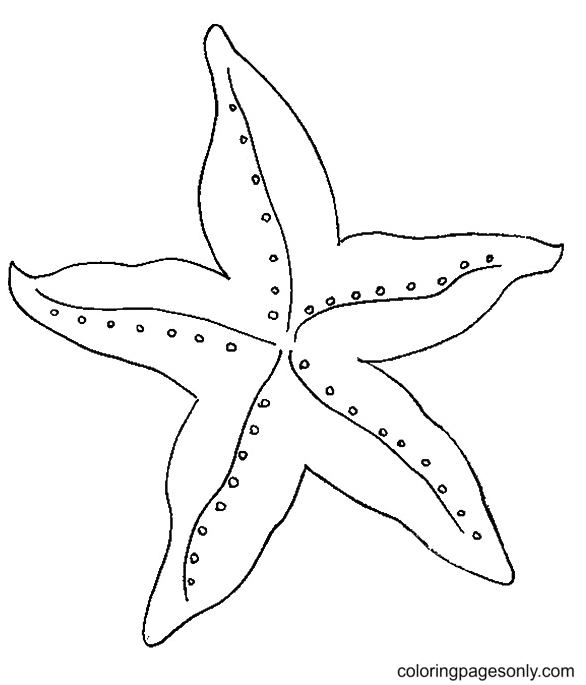 Een basiszeester van Star