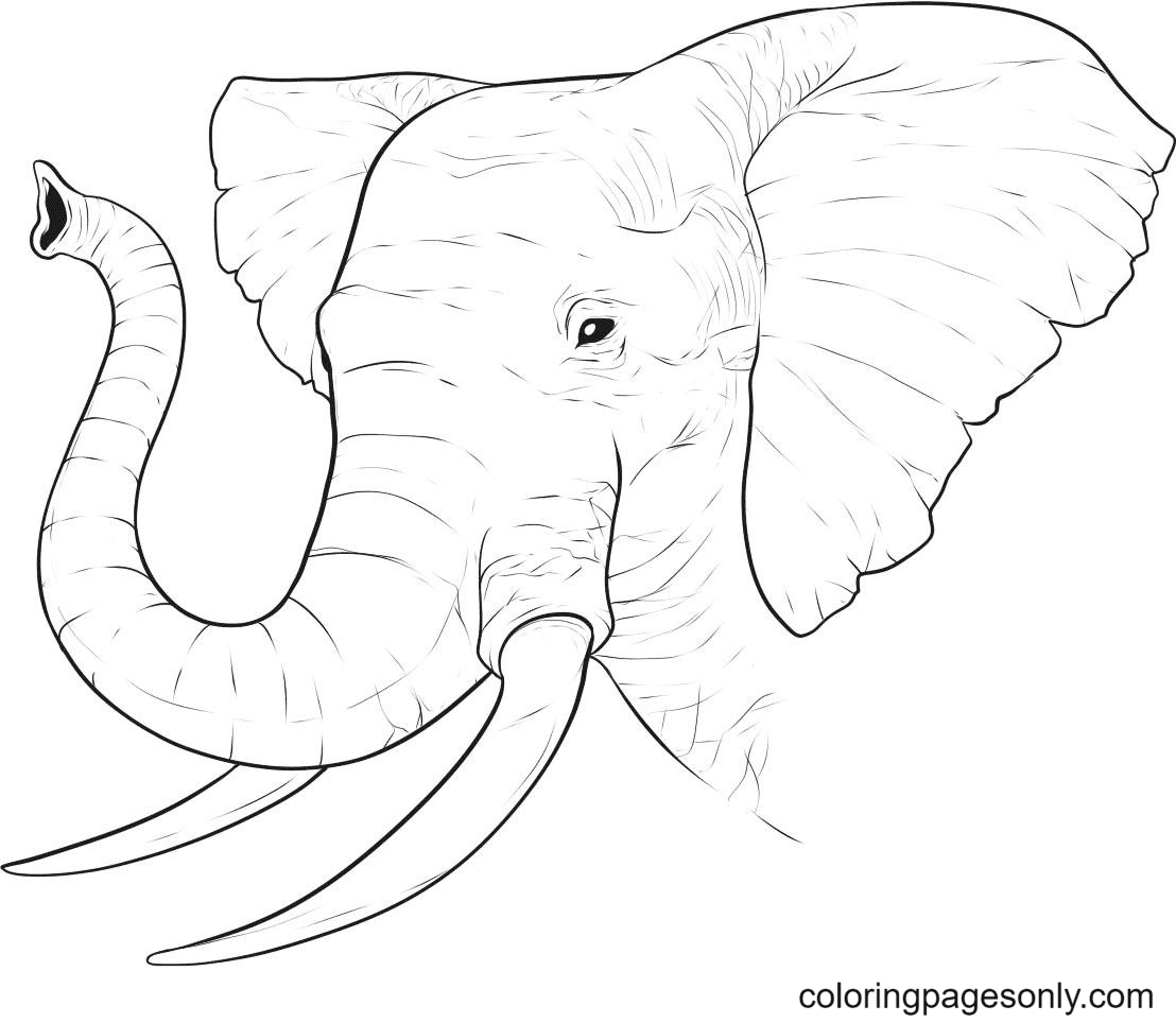 African Elephant Coloring Pages