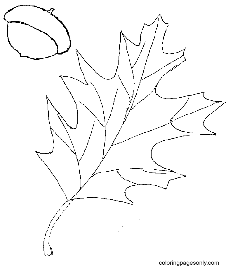 Autumn Leaf and Acorn Coloring Page