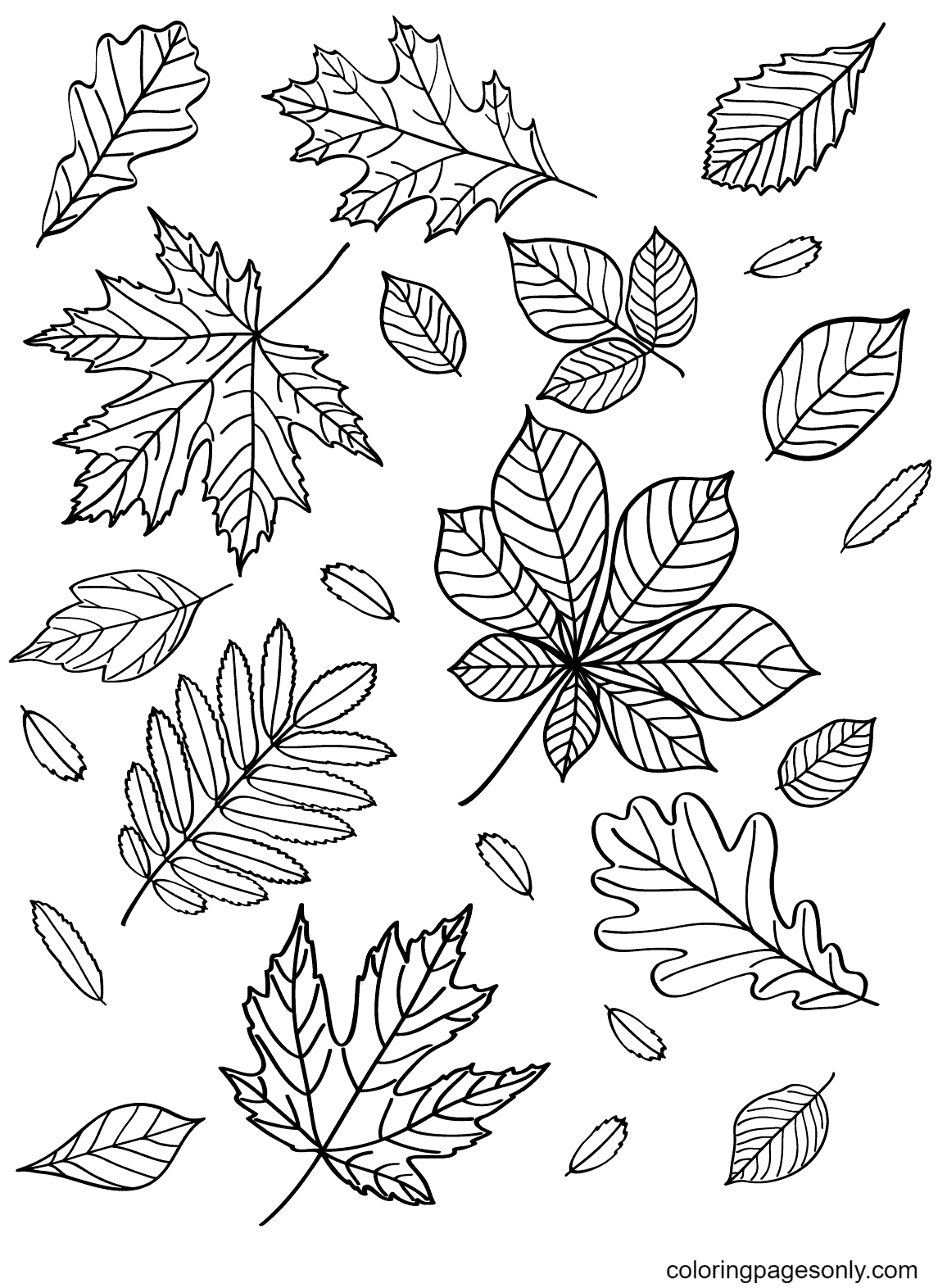 Página para colorear gratis de hojas de otoño