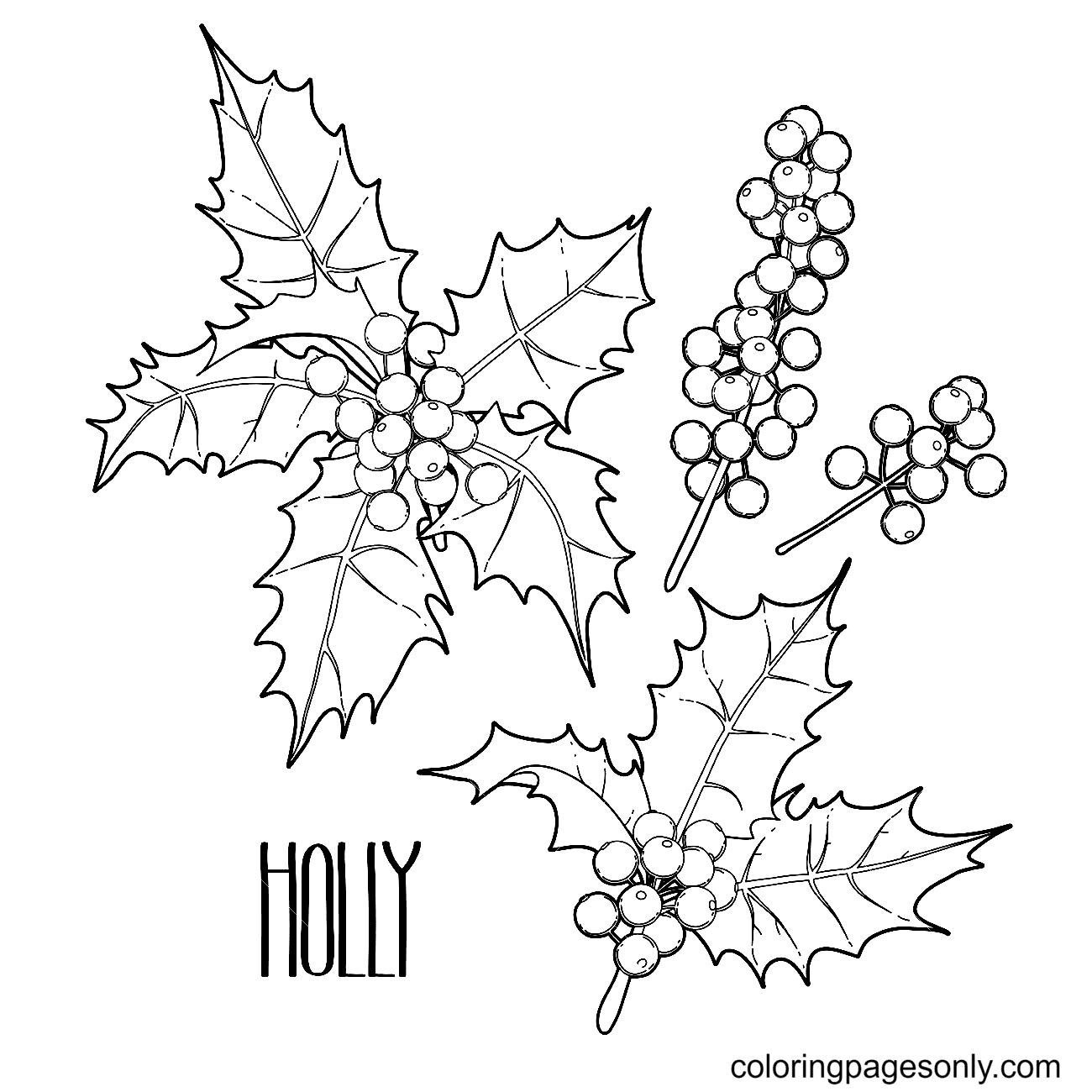 Christmas Holly Leaves And Berries Coloring Page