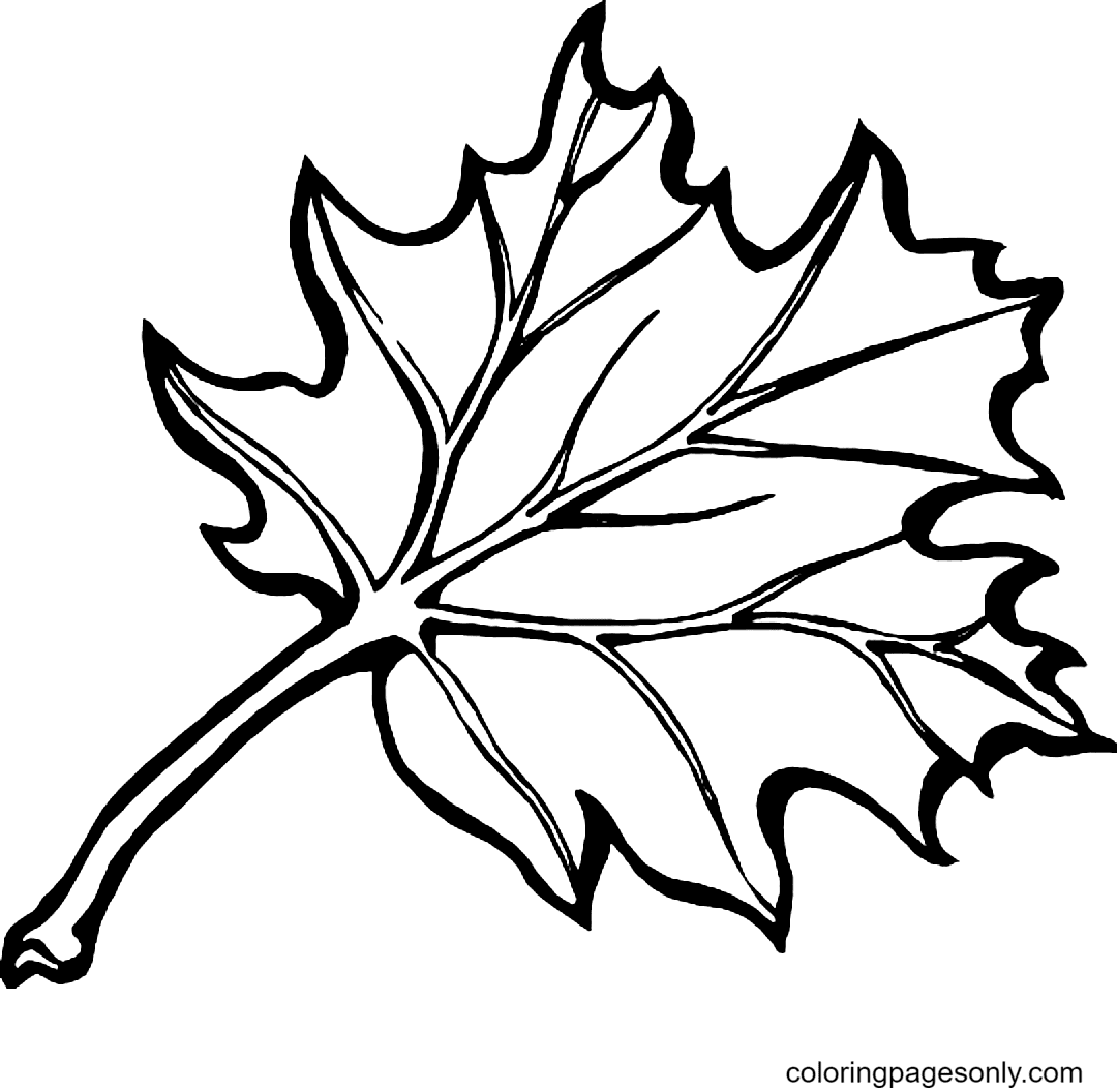 Página para colorir de folha de carvalho preto oriental