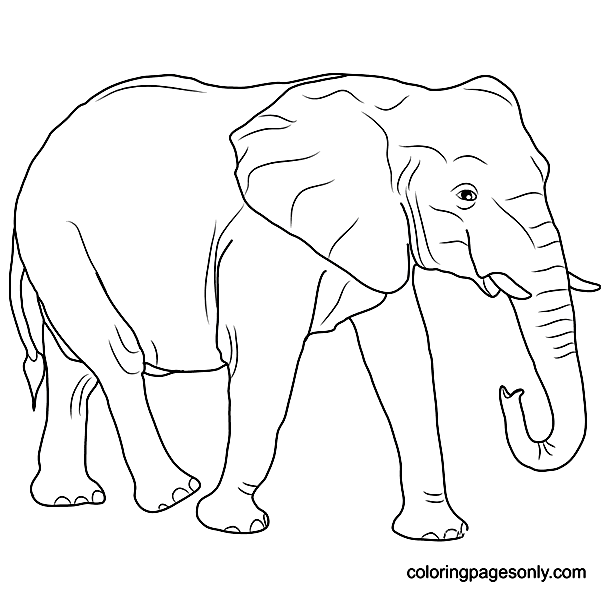 Free African Elephant Coloring Page