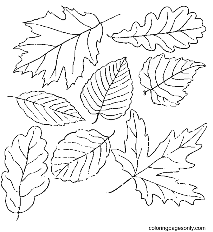 Free Autumn Leaves Coloring Pages