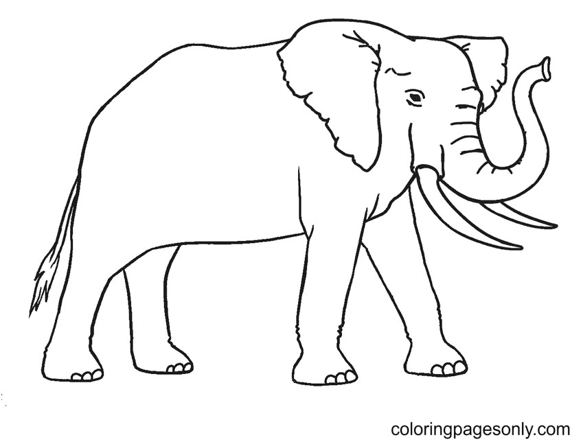 Gratis afdrukbare olifant van Elephant
