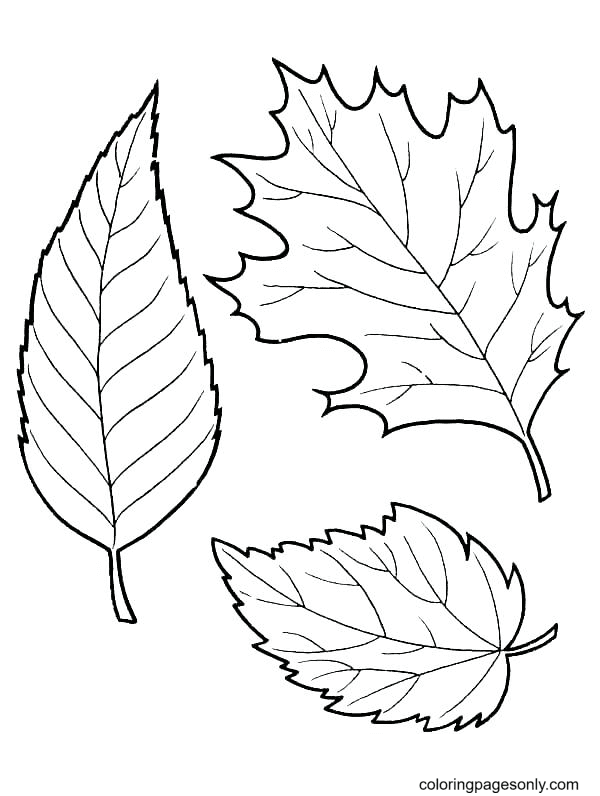 Free Printable Fall Leaves Coloring Page