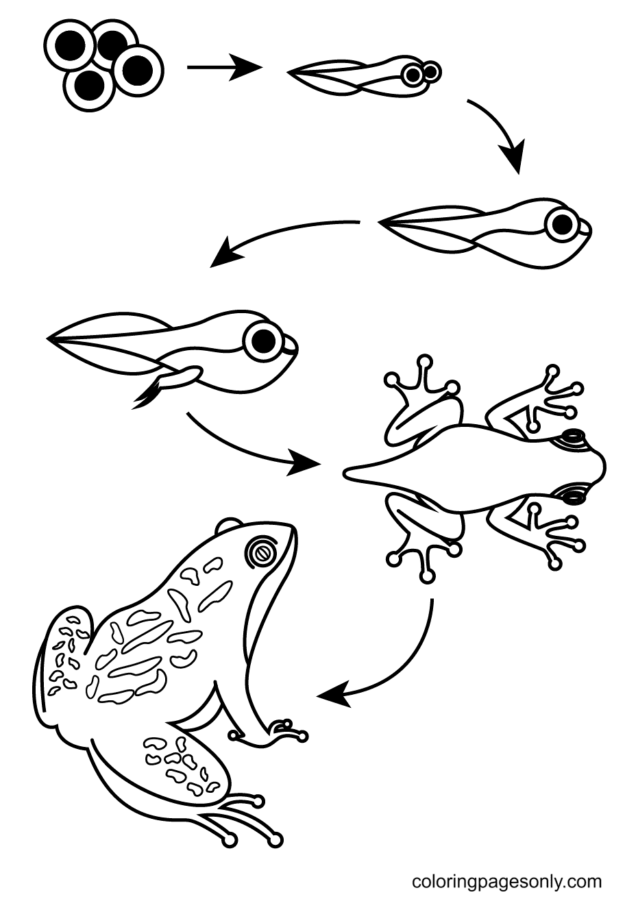 Frog Maturation Process Coloring Page