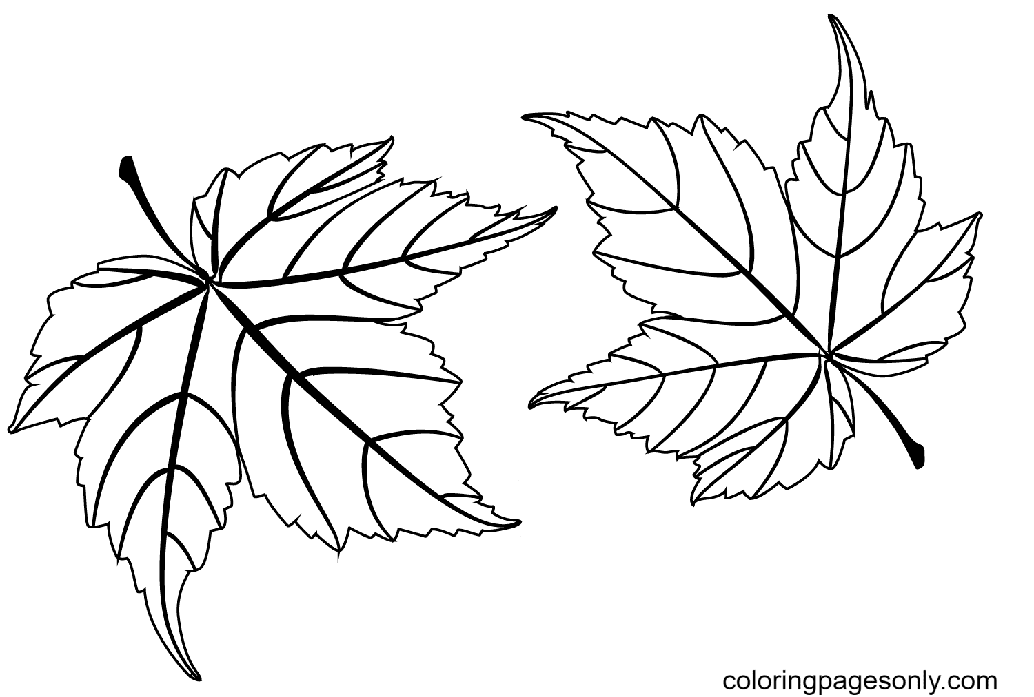 Два кленовых листа из осенних листьев