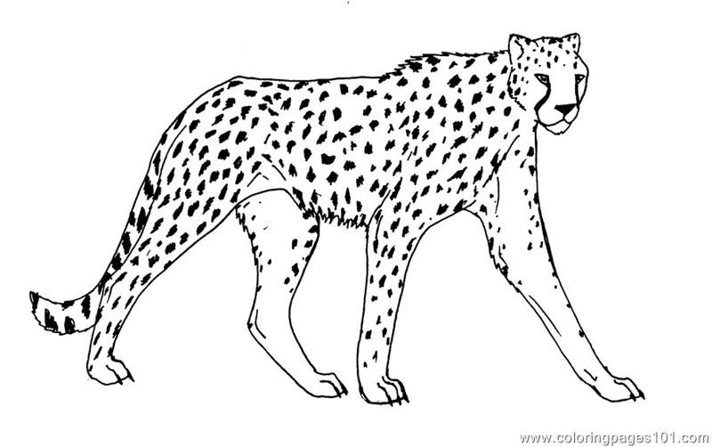 Животные Гепард из Cheetah