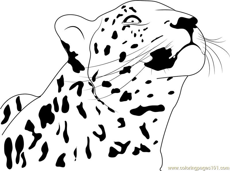 Cheetah Looking Up Coloring Page