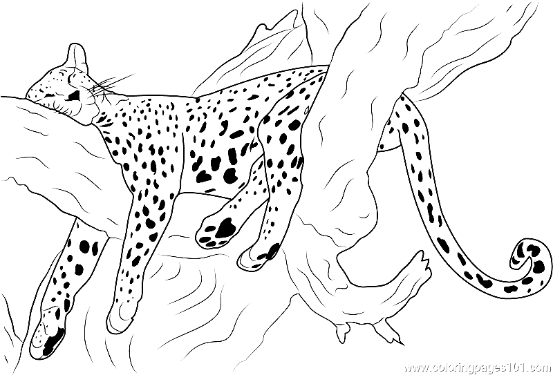 Cheetah Sleeping Coloring Page