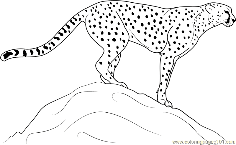 Cheetah Standing on Rock Coloring Page