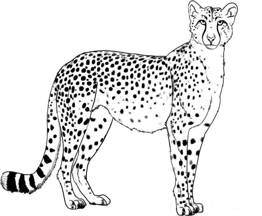Cheetah kijkt vanuit Cheetah