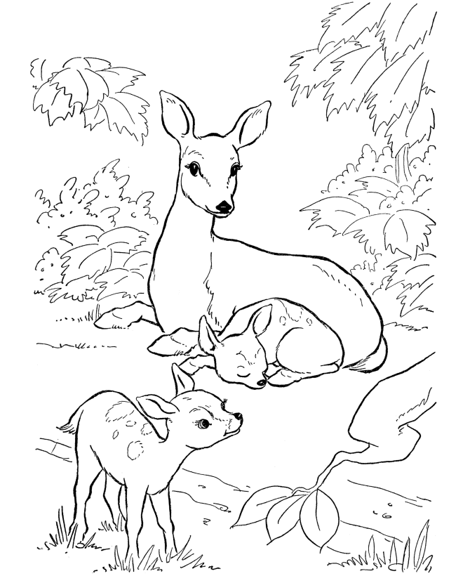 Deer Mother and Two Baby Coloring Pages