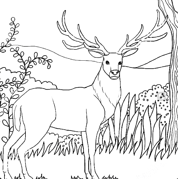 Deer with Antlers Coloring Page