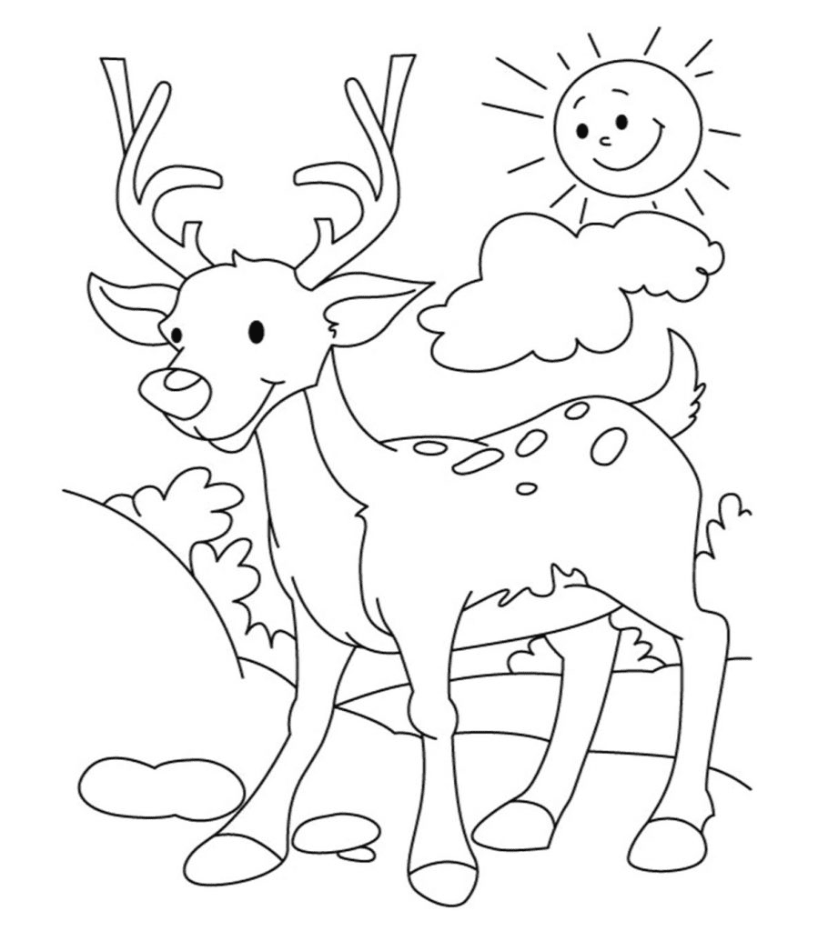 Herten in de zon van Deer