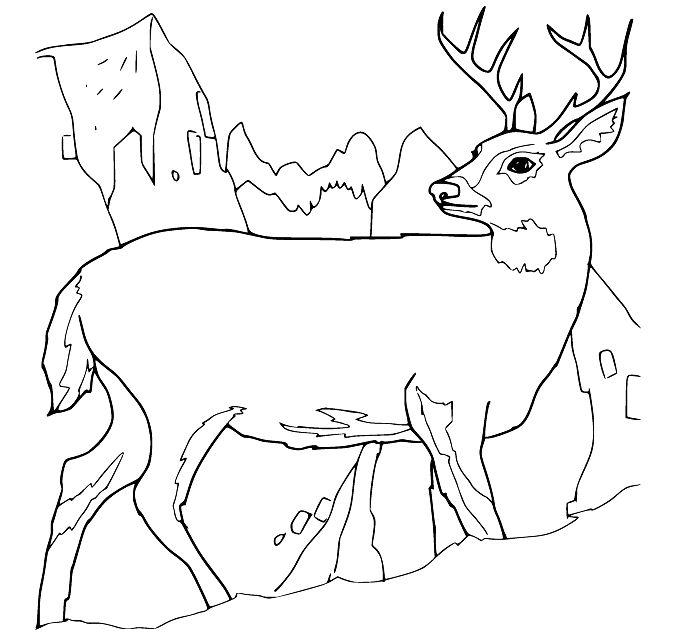 Ciervo en la montaña de Deer