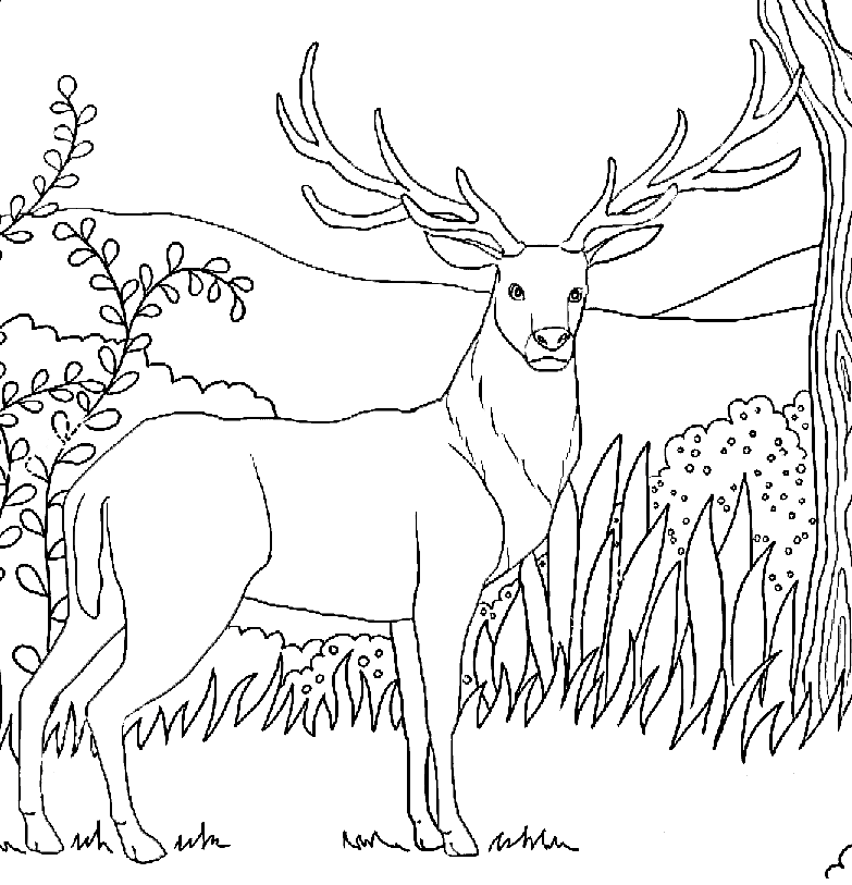 Олень с рогами от Deer