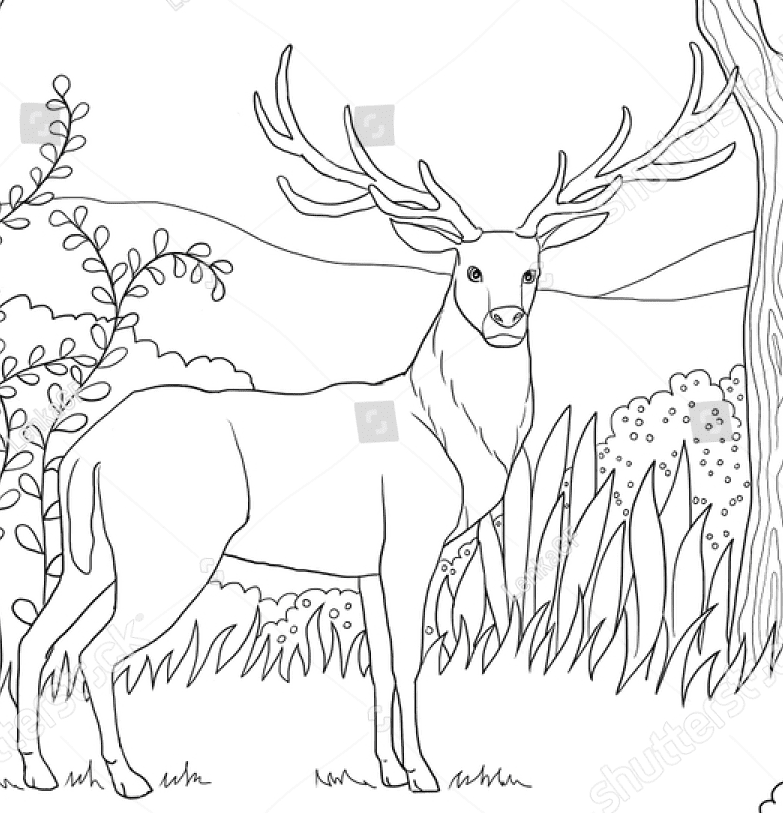 Deer with Antlers Coloring Page