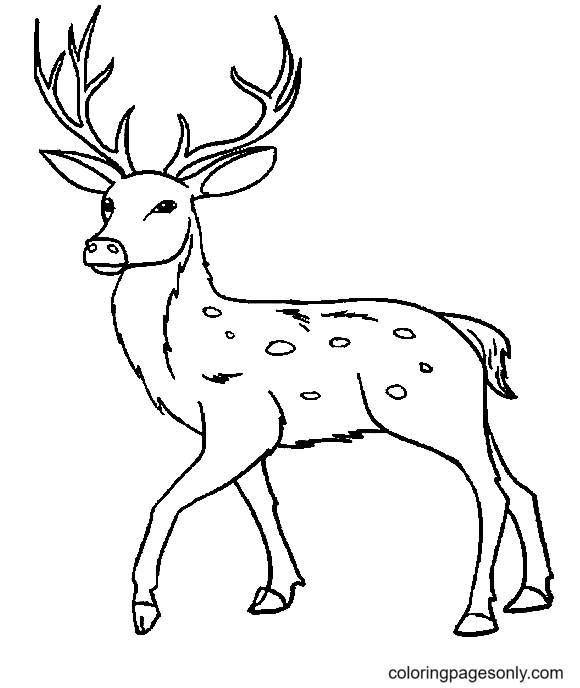 Draw A Deer Coloring Page