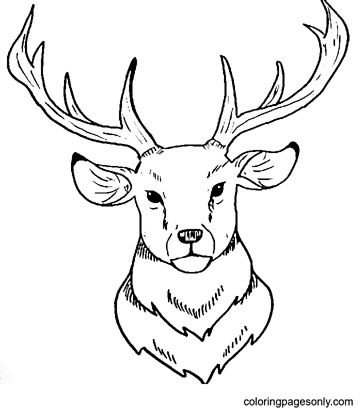 Easy Deer Head Coloring Page