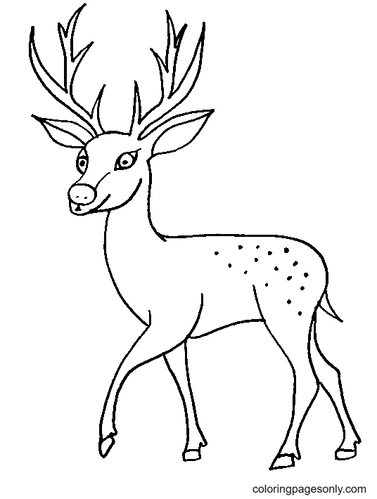 Легкий олень из Deer