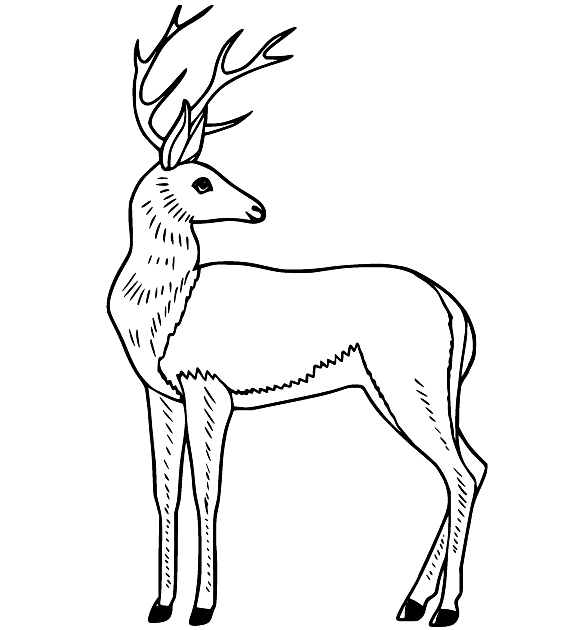 Eleganter Hirsch von Deer