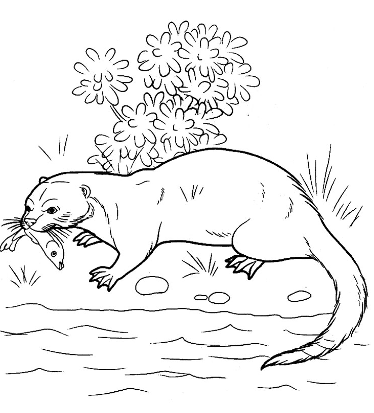 Free Otter Coloring Page