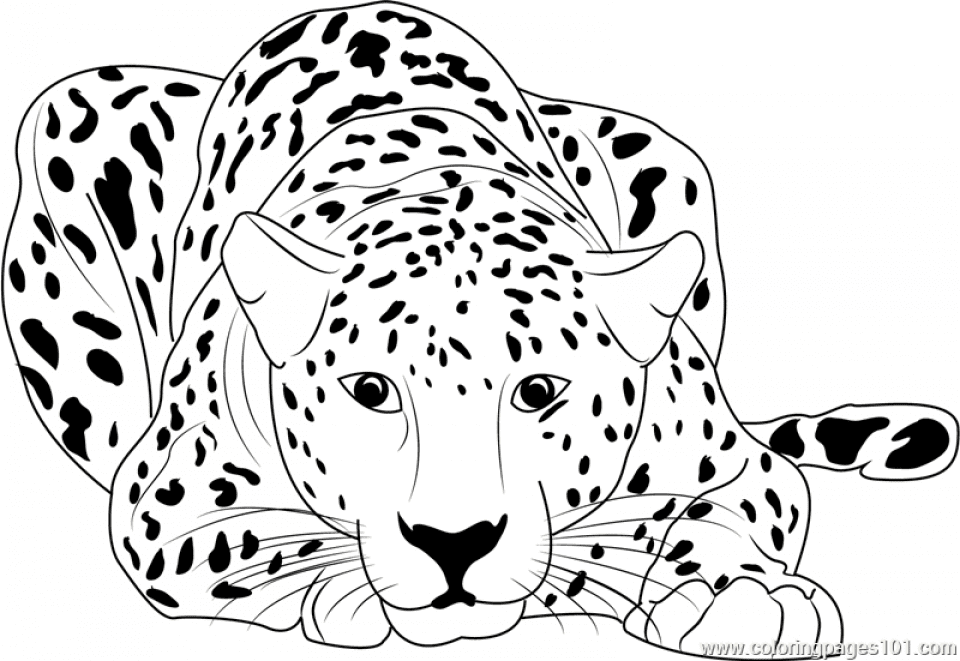 Free Printable Cheetah Coloring Page