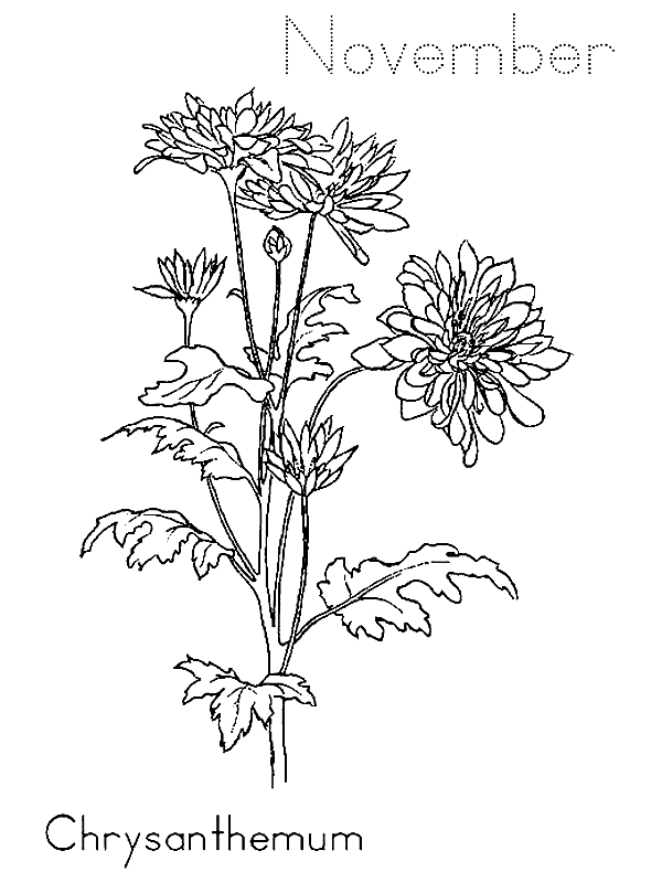 November Chrysanthemum Coloring Page