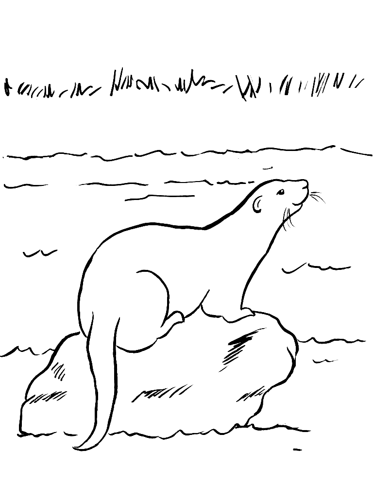 Loutre sur un rocher de Otter