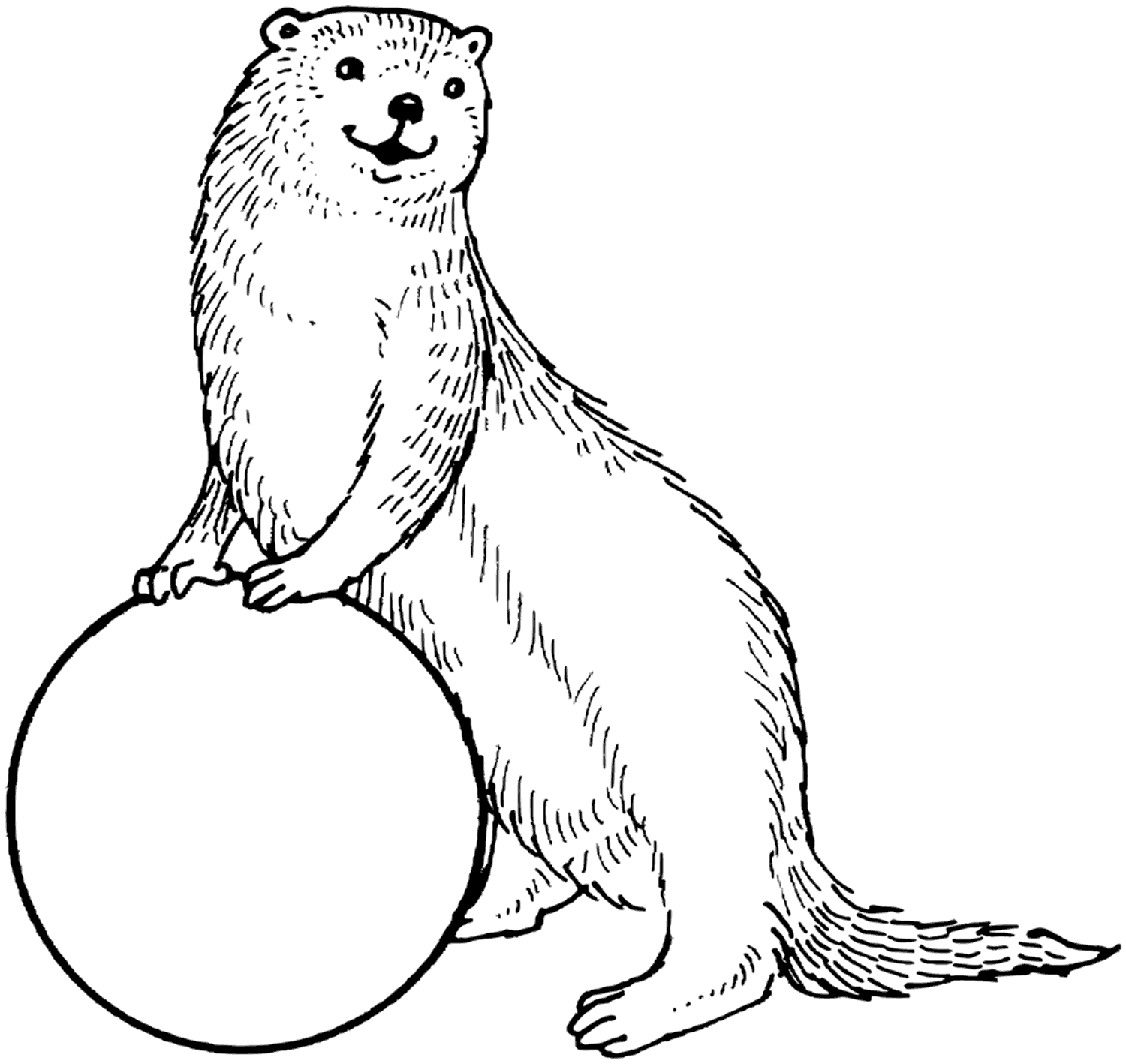 Otter With A Ball Coloring Page