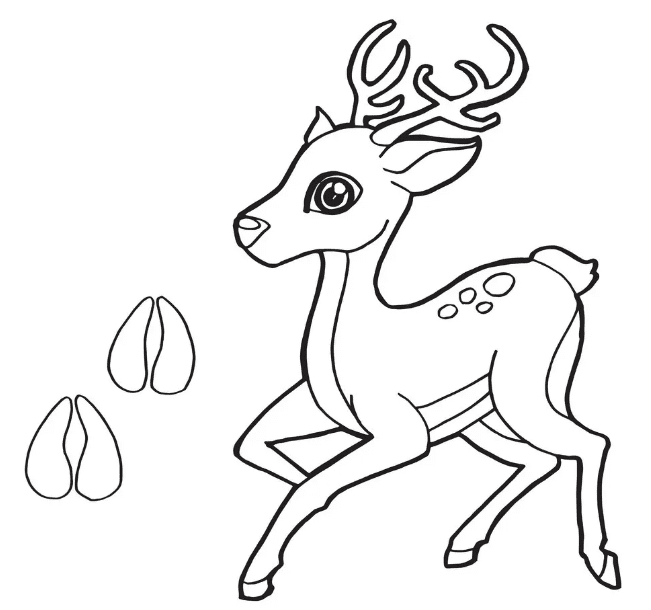 Impressão de pata com cervo from Deer