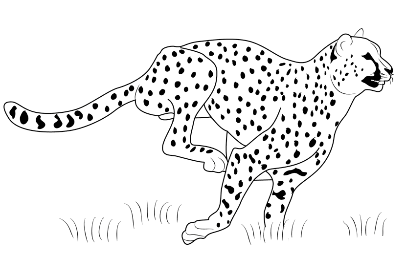 Cheetah imprimível correndo de Cheetah