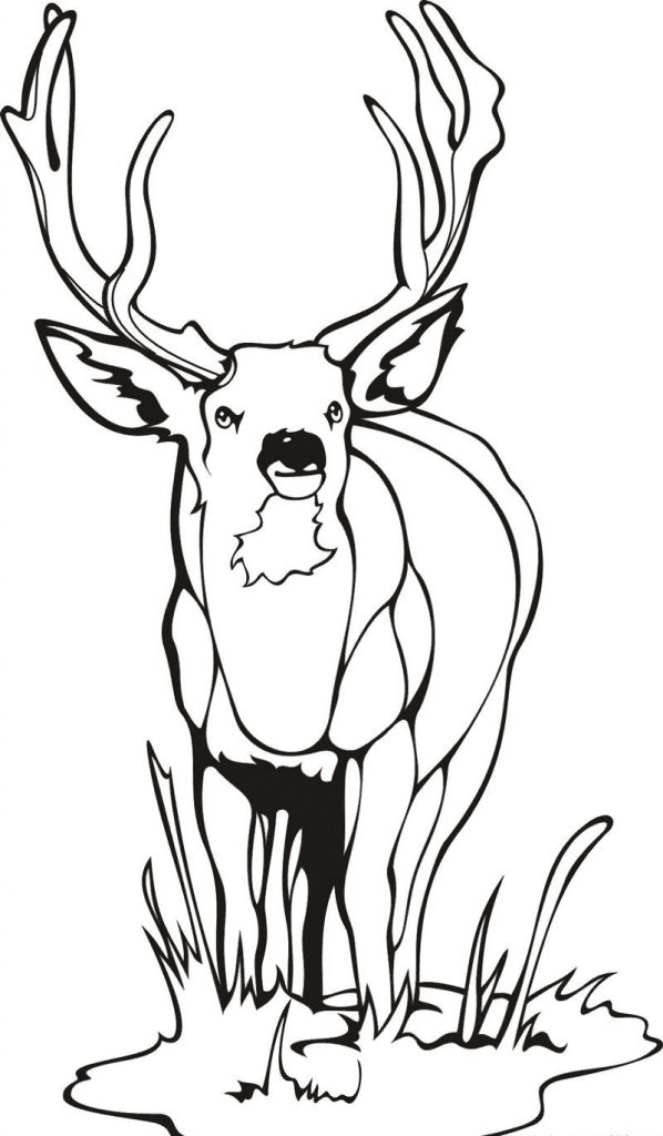 Printable Deer Coloring Page
