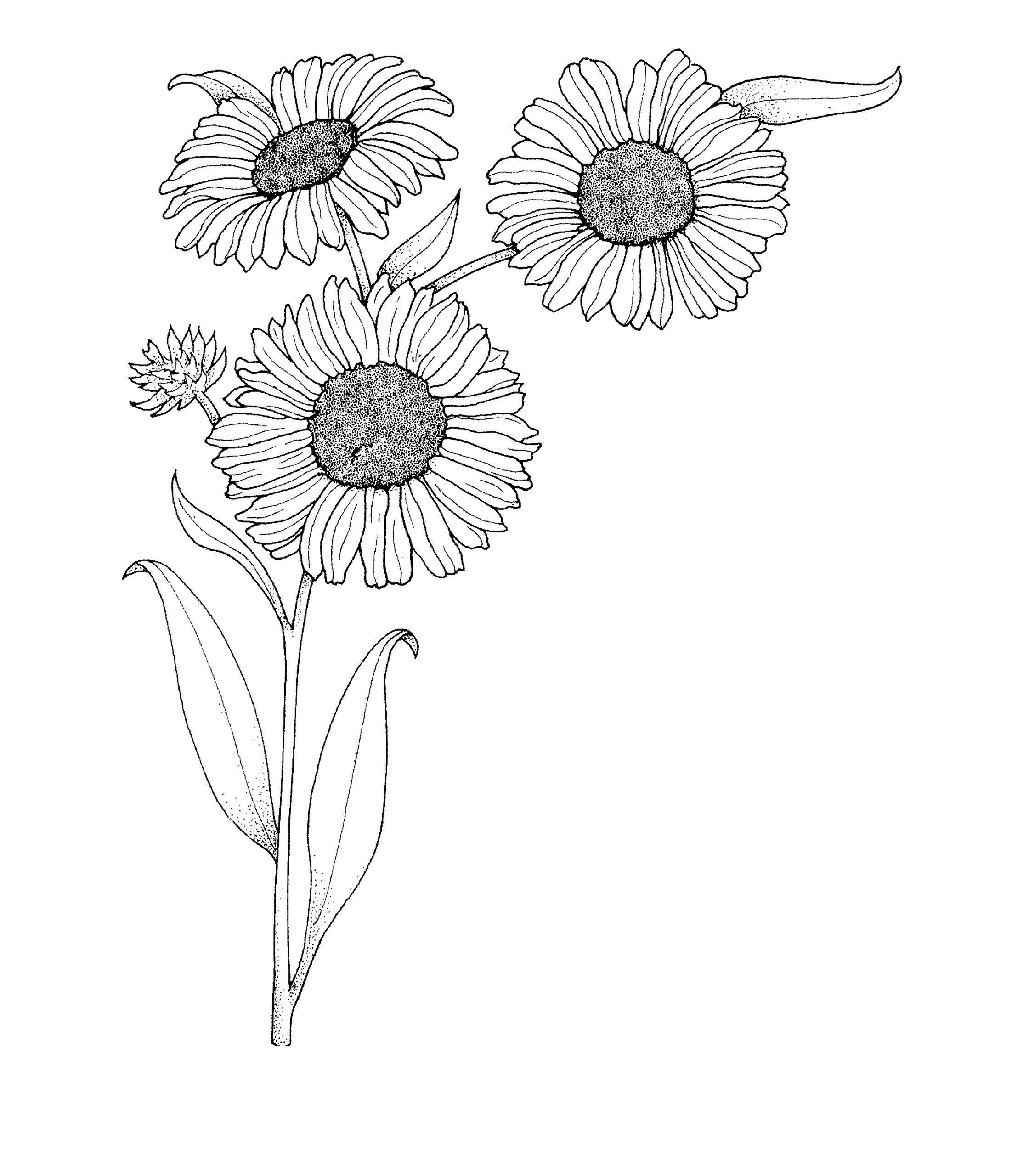 Realistic Sunflowers Coloring Page