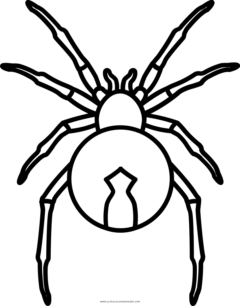 Spider Free Coloring Page