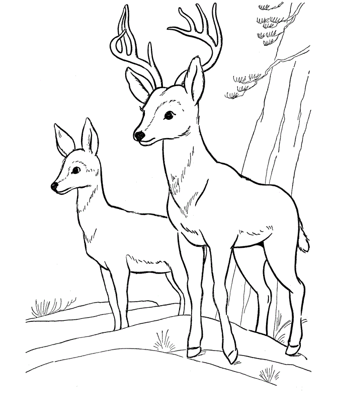 Twp Deers from Deer