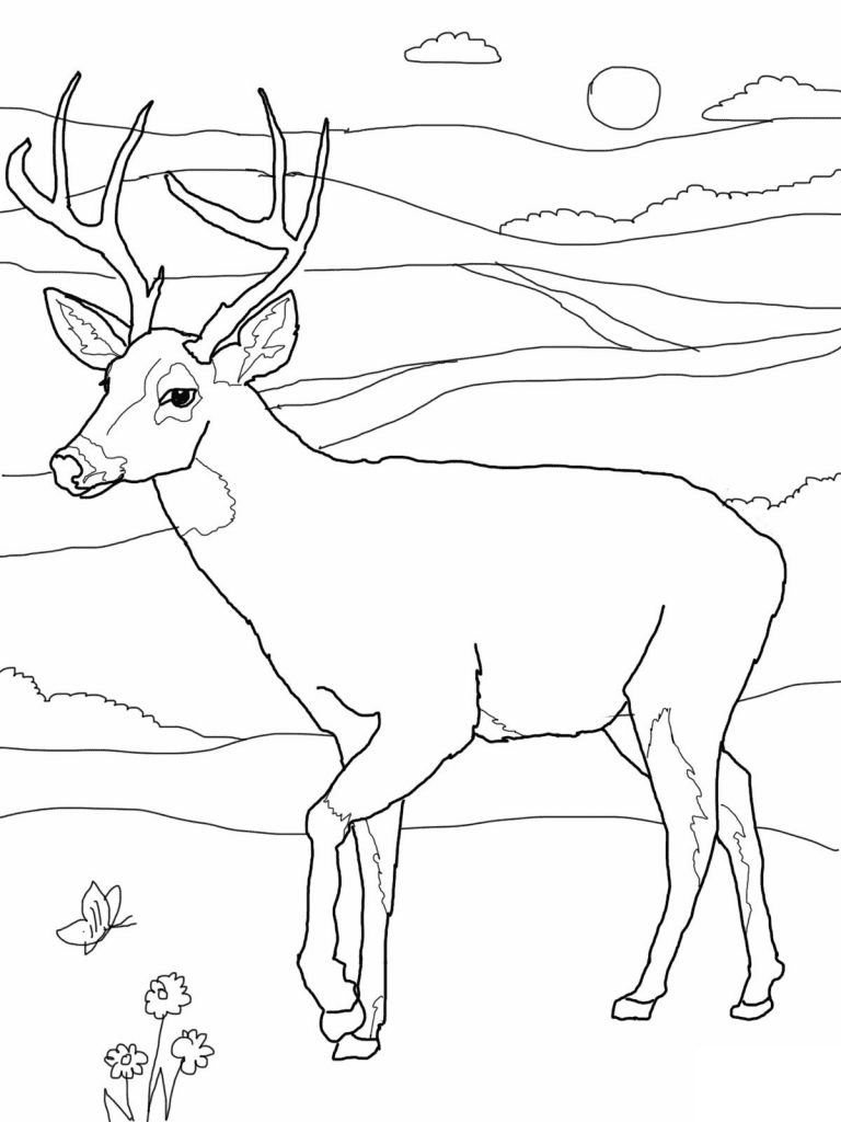 Cervo de cauda branca from Deer