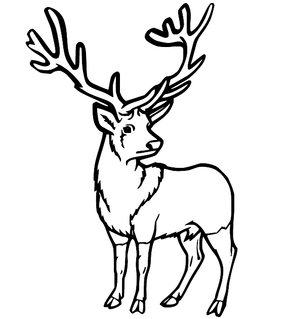 Cervo Macho Jovem from Deer