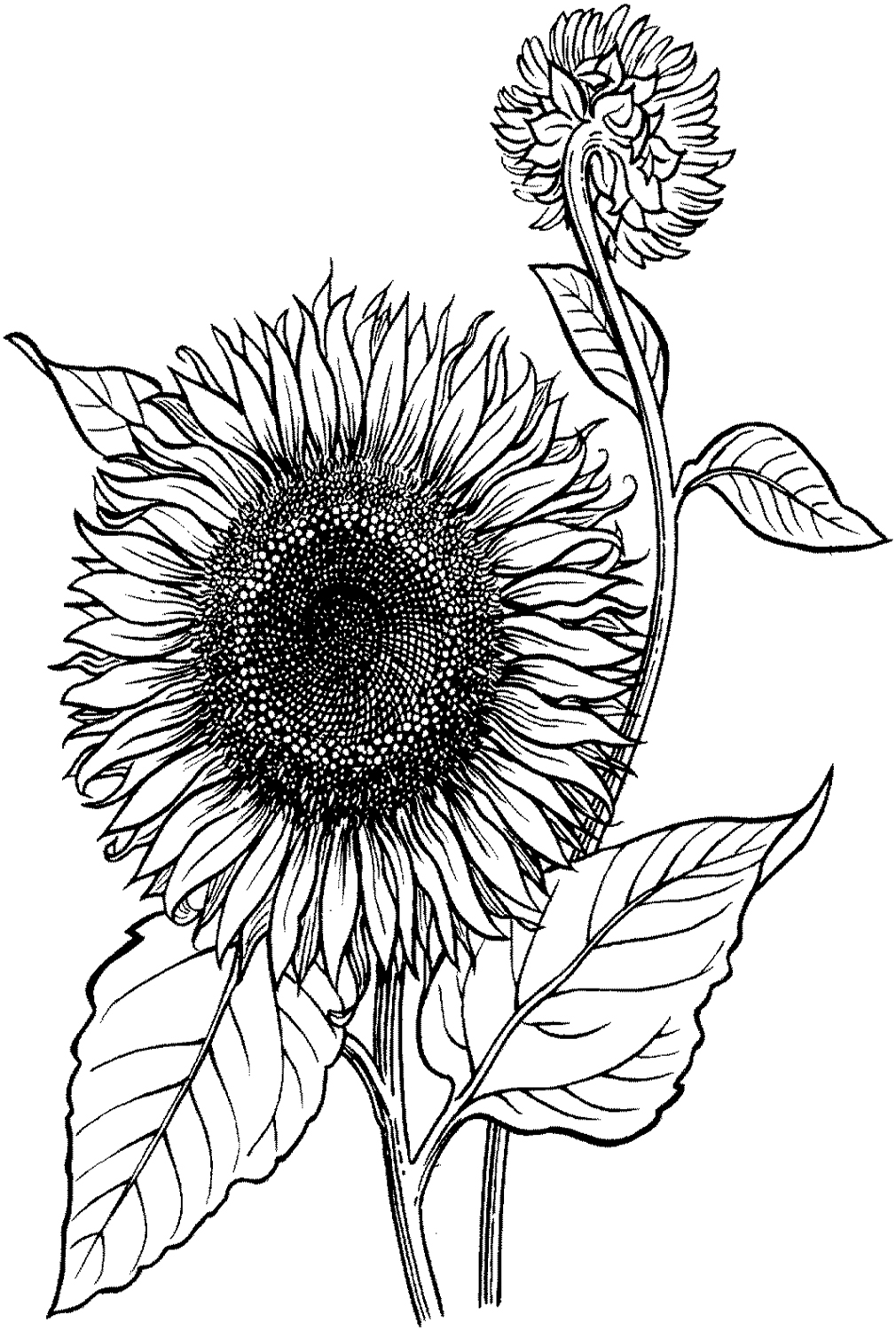Blooming Sunflower Coloring Pages