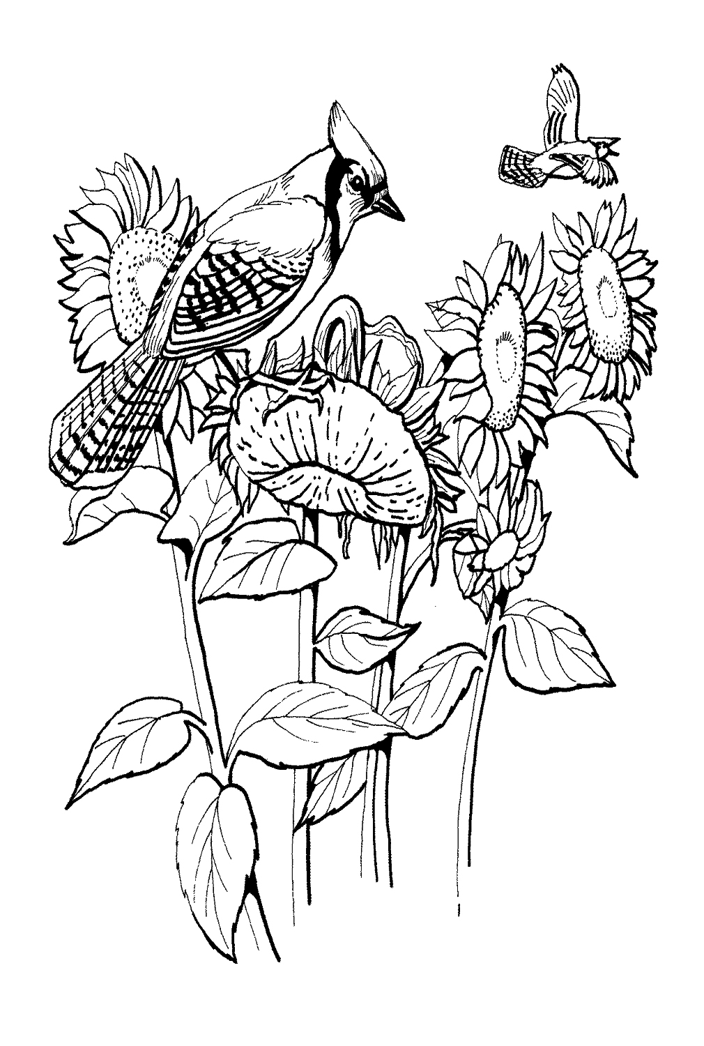 冠蓝鸦和向日葵中的向日葵