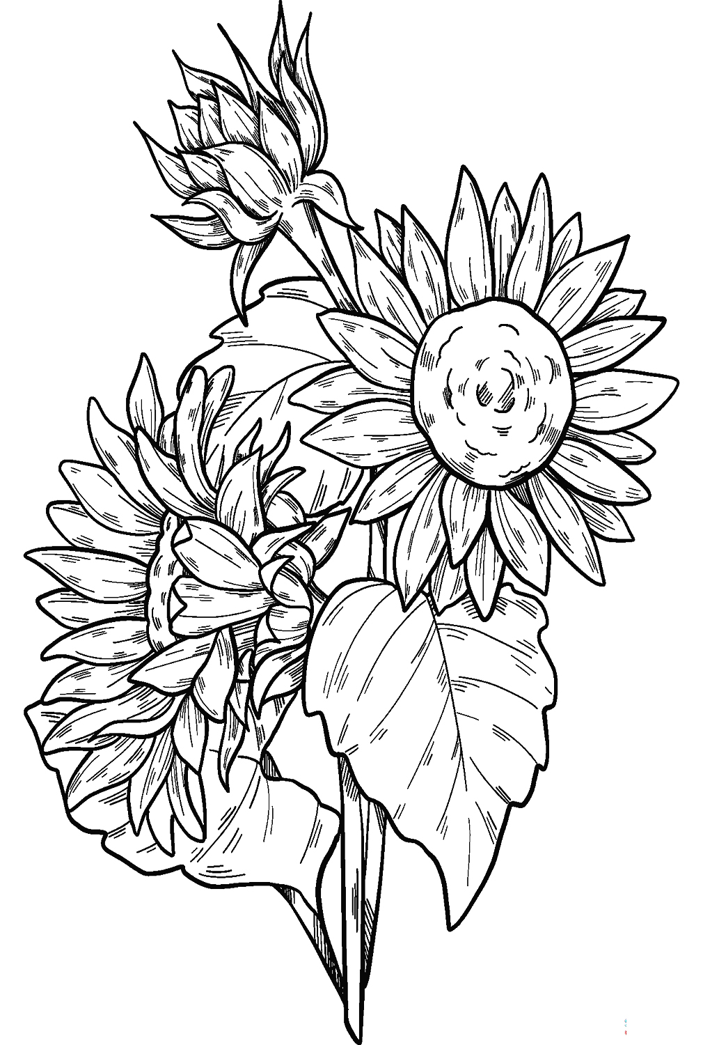 Gratis afdrukbare zonnebloemen van Sunflower