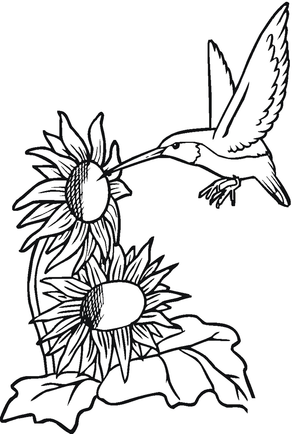 Hummingbird With Sunflowers Coloring Page