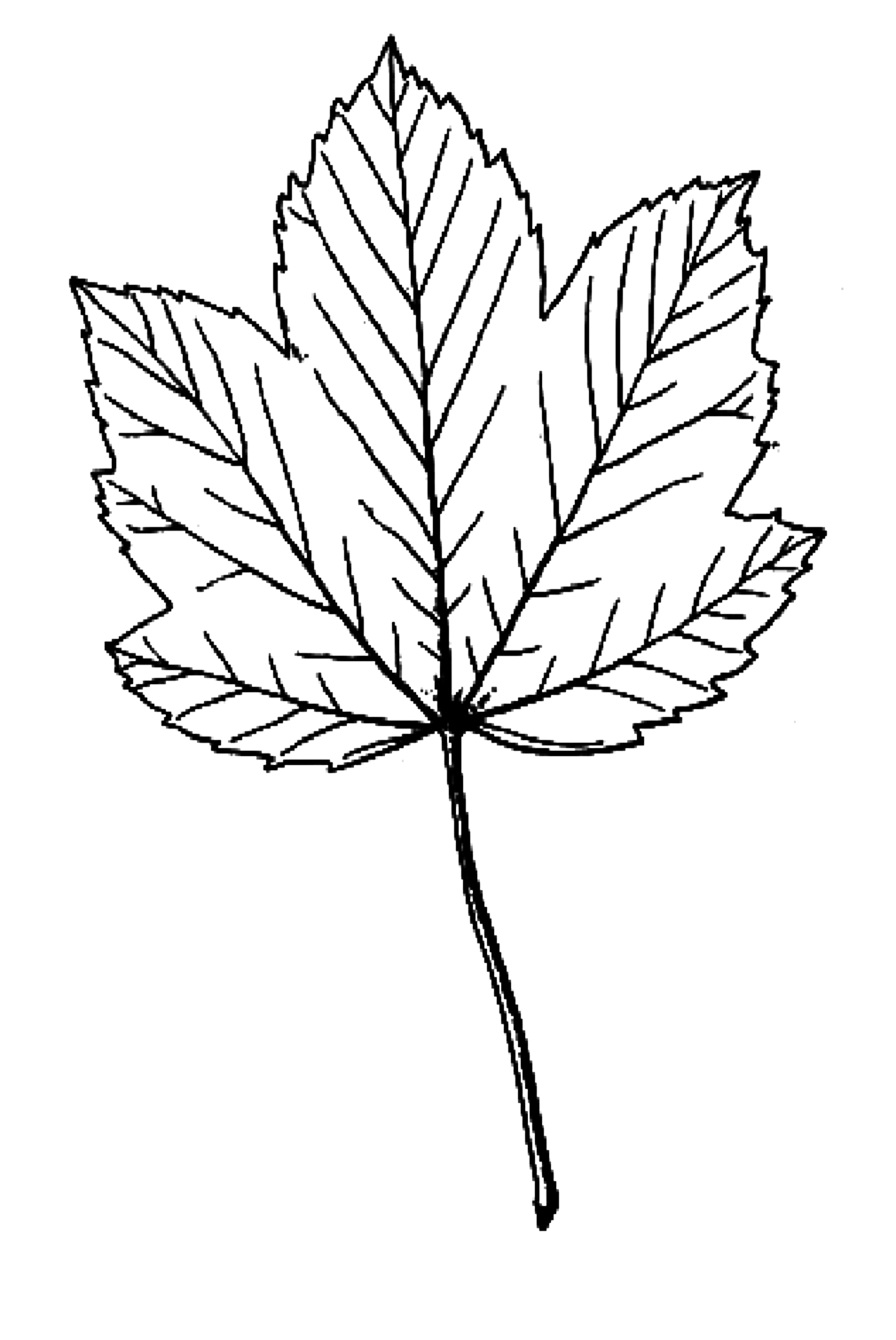 Maple Coloring Pages