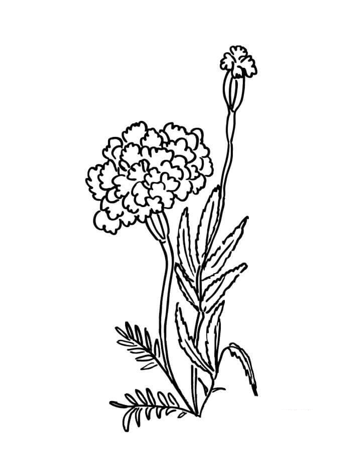 Marigolds For Kids Coloring Page