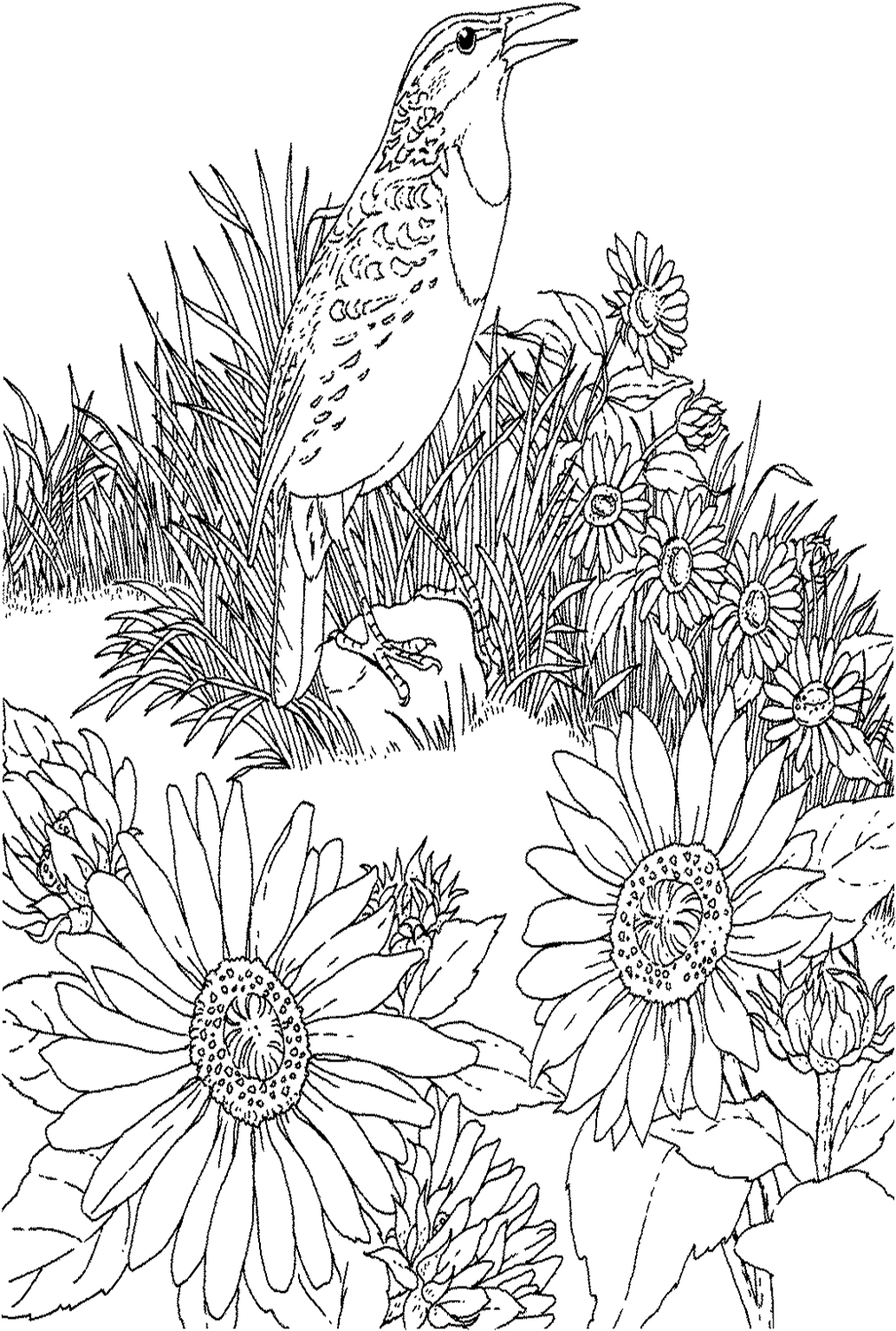 Meadowlark e girassol selvagem Pássaro e flor do estado do Kansas de girassol