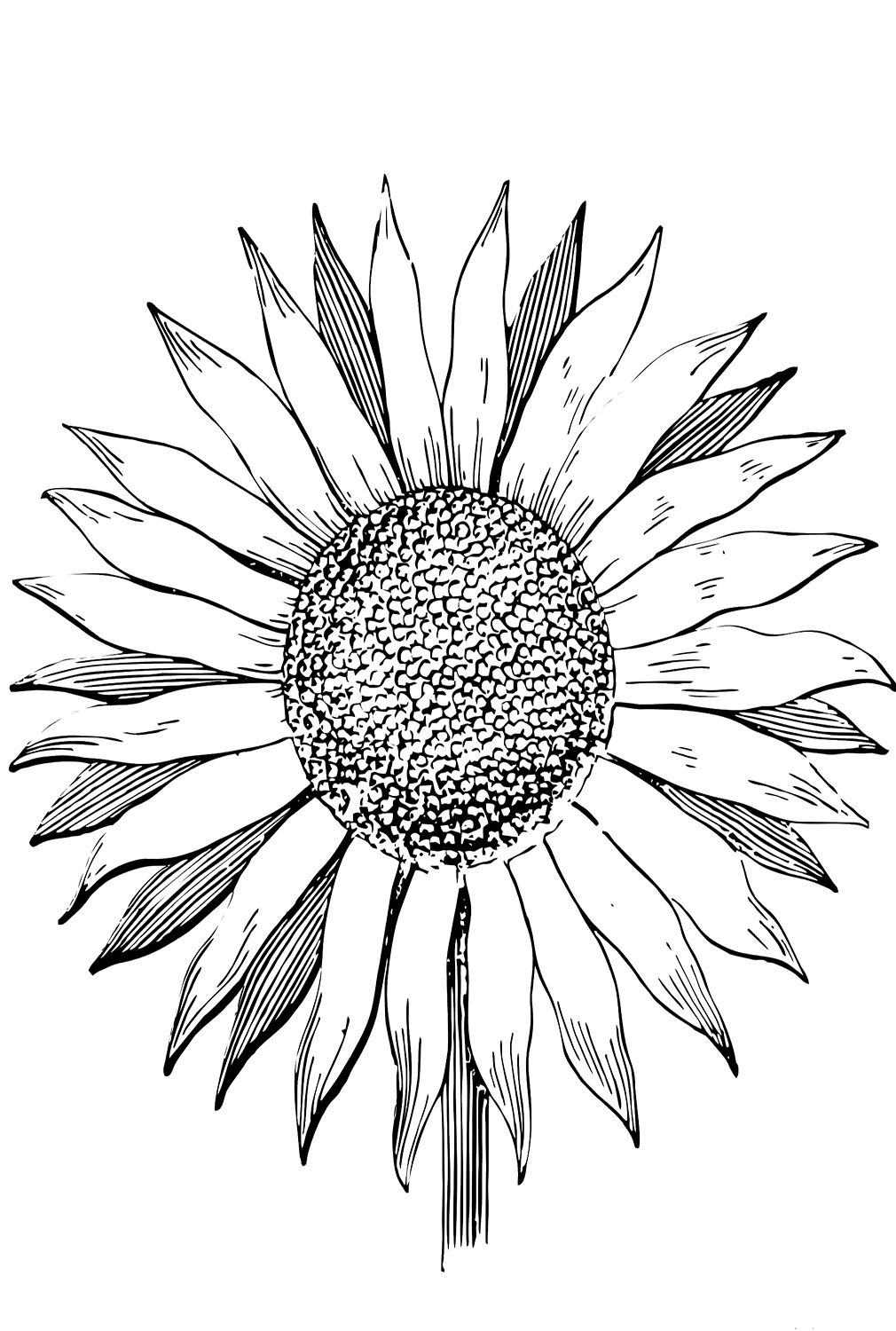 Muster-Sonnenblumen-Malvorlage von Sunflower
