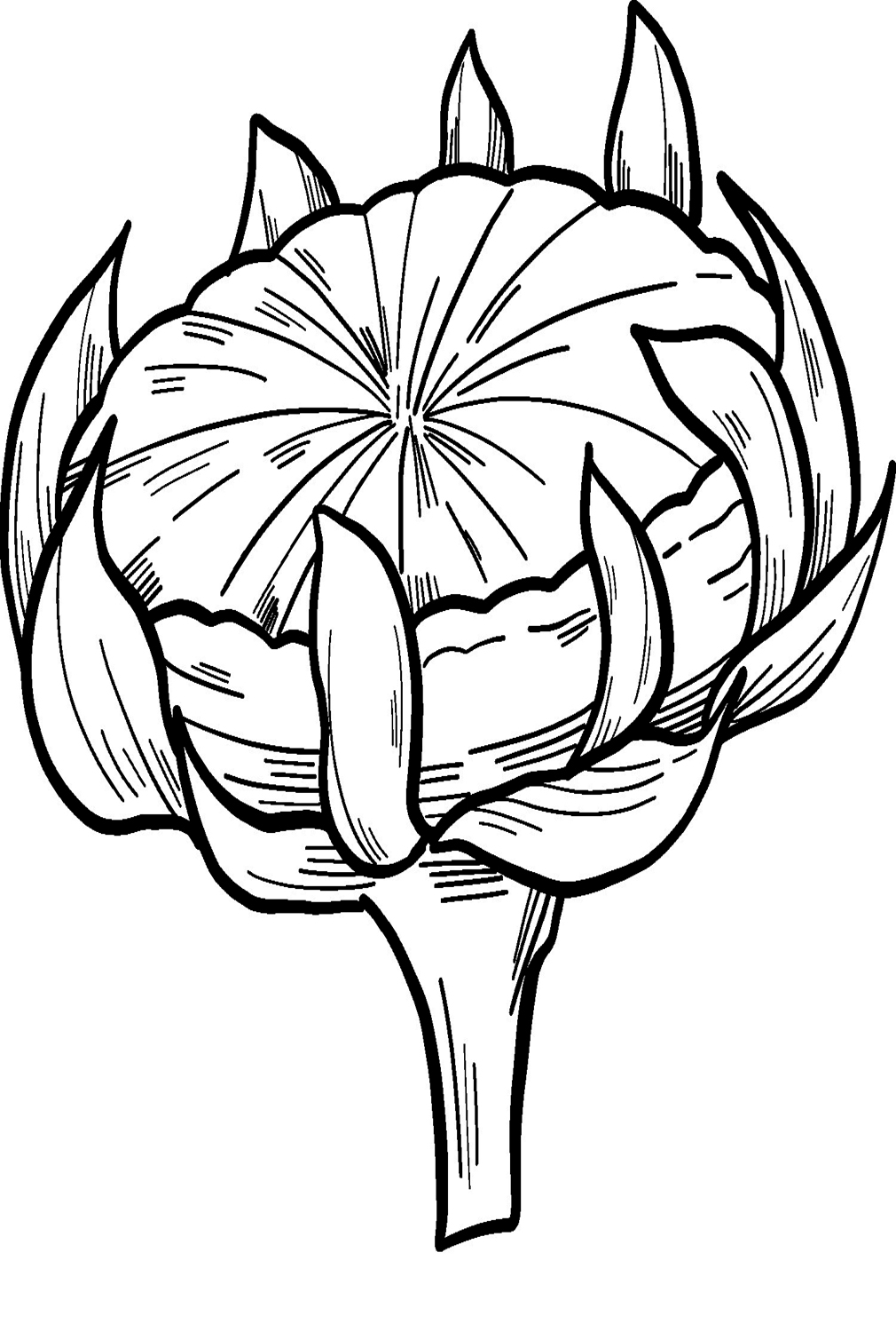 Sunflower Bud Coloring Pages