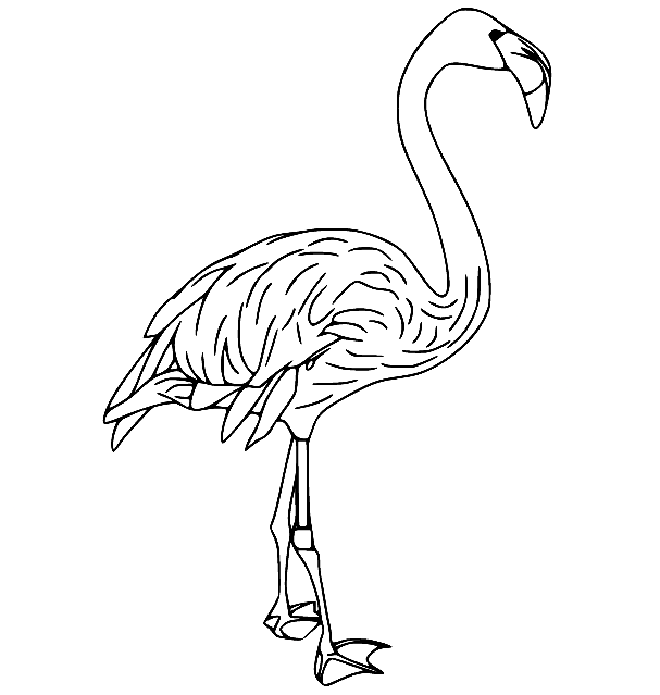 American Flamingo Coloring Page